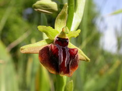 Ophrys mammosa