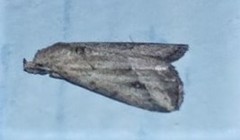 Hypenodinae