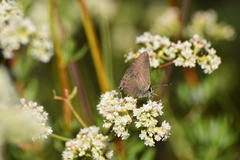 Satyrium saepium