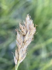 Carex douglasii