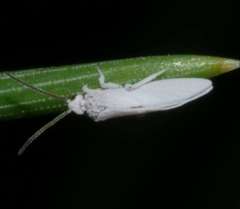 Coniopteryx
