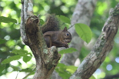 Sciurus aestuans