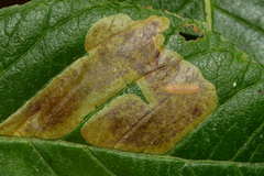 Cameraria aesculisella