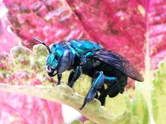 Euglossini