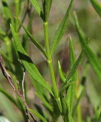 Bouchea linifolia
