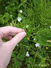 Stellaria graminea