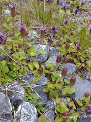 Prunella vulgaris