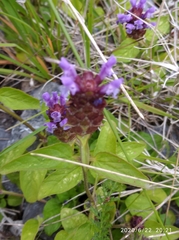 Prunella vulgaris