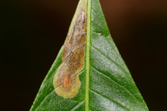 Cameraria aesculisella
