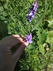 Vicia cracca