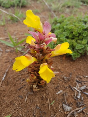 Curcuma pseudomontana