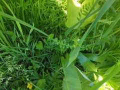 Vicia cracca