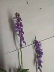 Vicia cracca