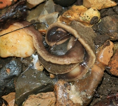 Arthurdendyus triangulatus