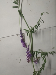Vicia cracca