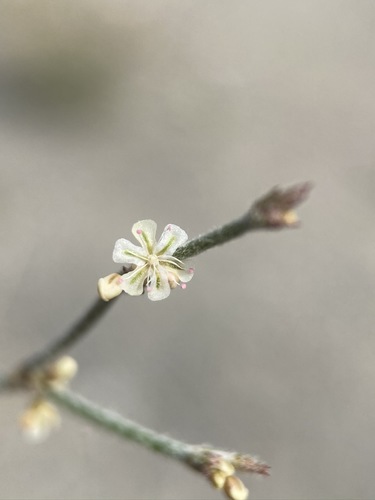 Image of Eriogonum palmerianum by (c) Matt Berger, some rights reserved (CC BY)