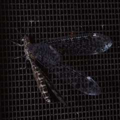 Bandidus breviusculus