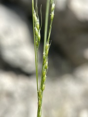 Piptatheropsis micrantha