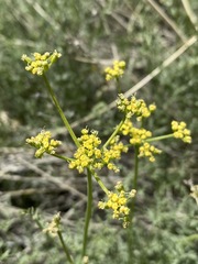 Cymopterus petraeus
