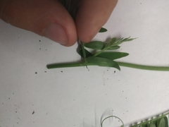 Vicia cracca