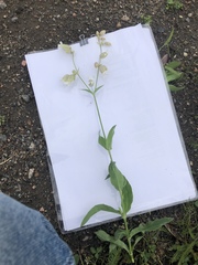 Silene vulgaris