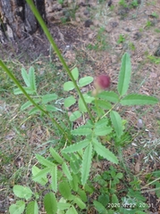 Sanguisorba officinalis