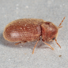 Stegobium