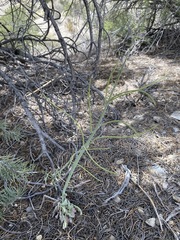 Caulanthus crassicaulis