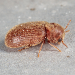 Stegobium