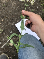 Silene vulgaris