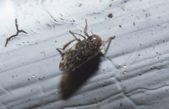 Xestocephalus superbus