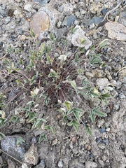 Trifolium gymnocarpon