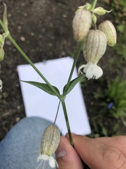 Silene vulgaris