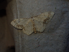 Idaea trigeminata
