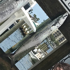 Scomberomorus maculatus