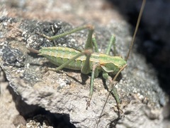 Capnobotes occidentalis