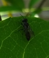 Pemphredonina