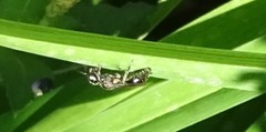 Pemphredonina