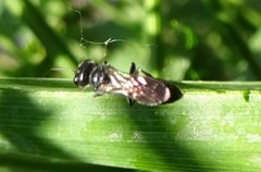 Pemphredonina