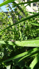 Pemphredonina