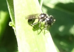 Pemphredonina