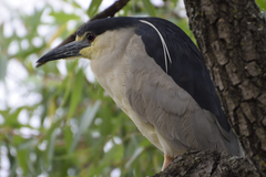 Nycticorax nycticorax