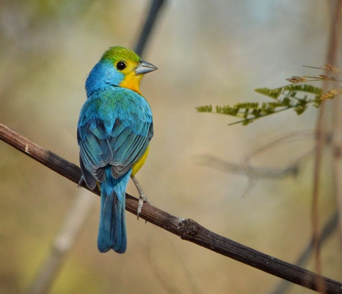 Passerina leclancherii