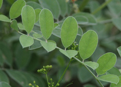 Indigofera lindheimeriana