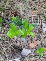 Vaccinium vitis-idaea