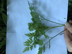 Anthriscus sylvestris