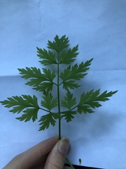 Anthriscus sylvestris