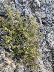 Ivesia baileyi setosa