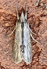 Cucullia postera