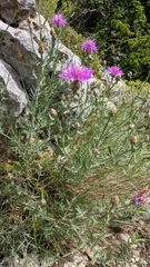 Centaurea sterilis